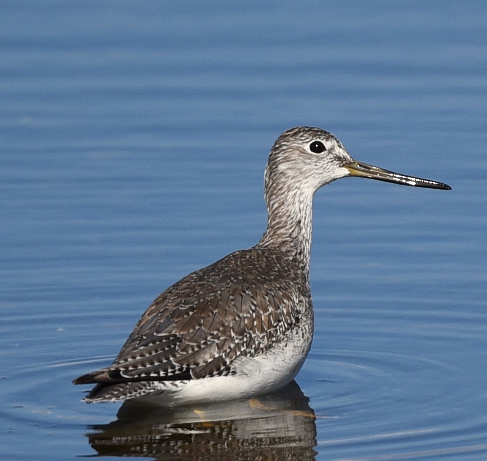 Lesser/Greater Yellowlegs - ML625560895