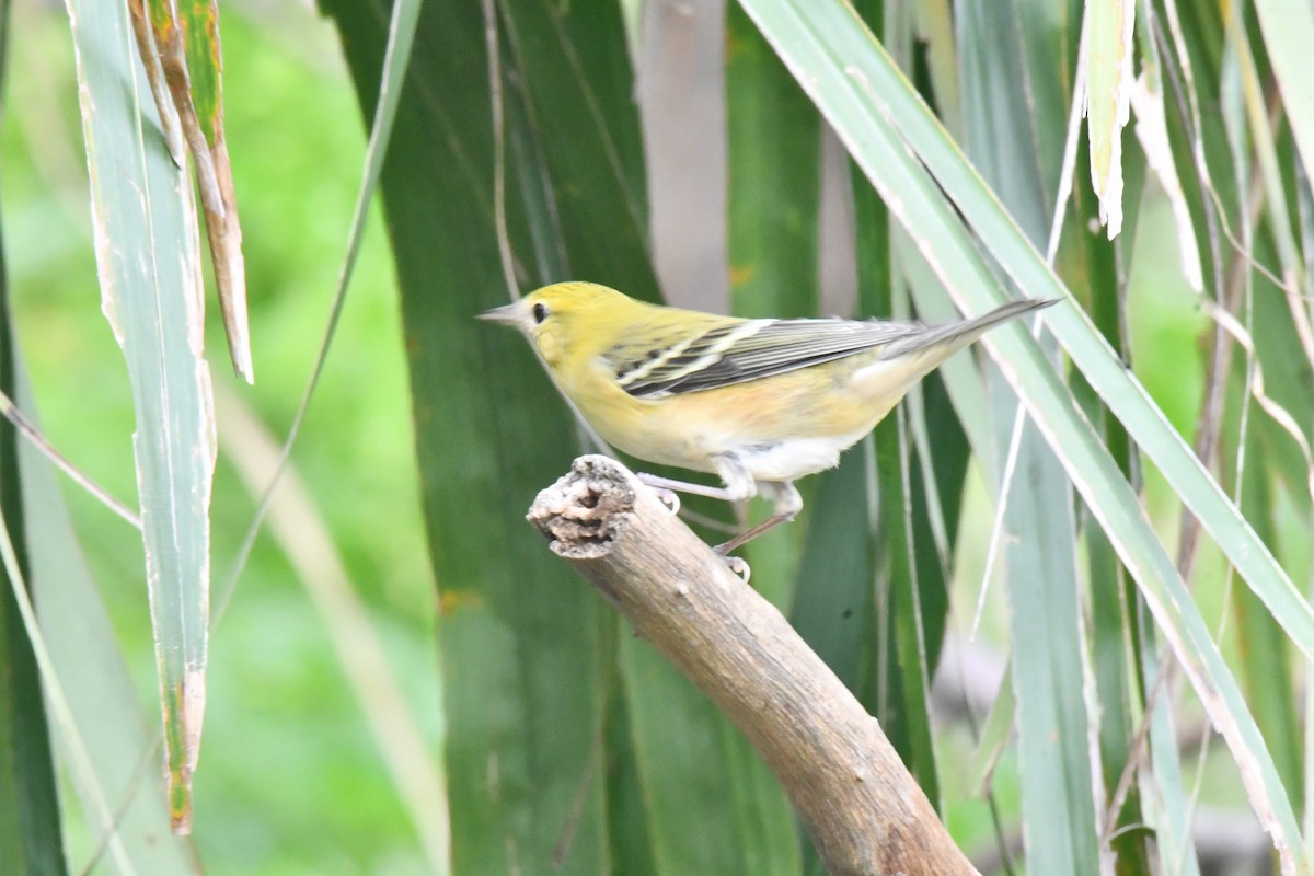 Bay-breasted Warbler - ML625560897