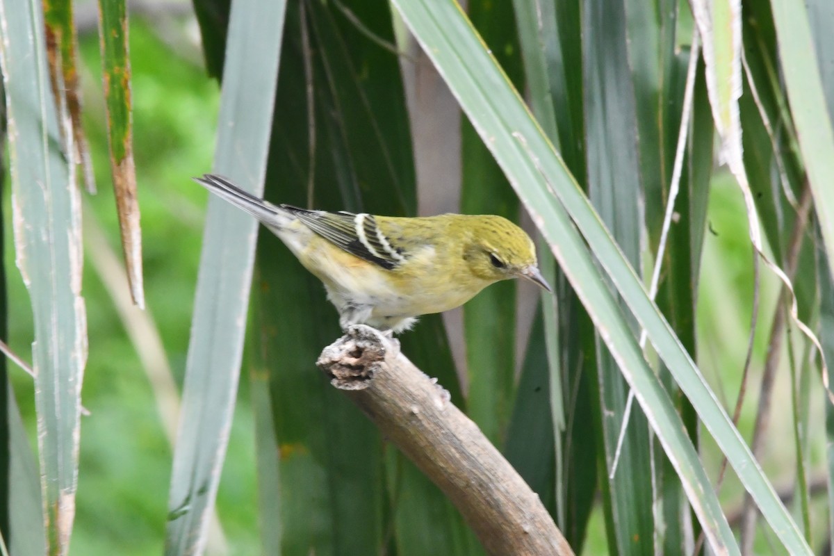 Bay-breasted Warbler - ML625560901