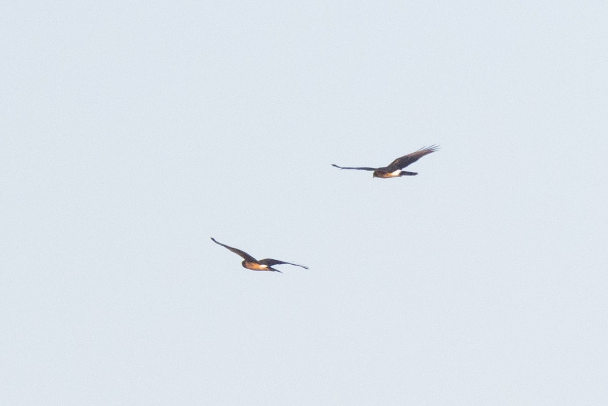 mørkmyrhauk - ML625560967