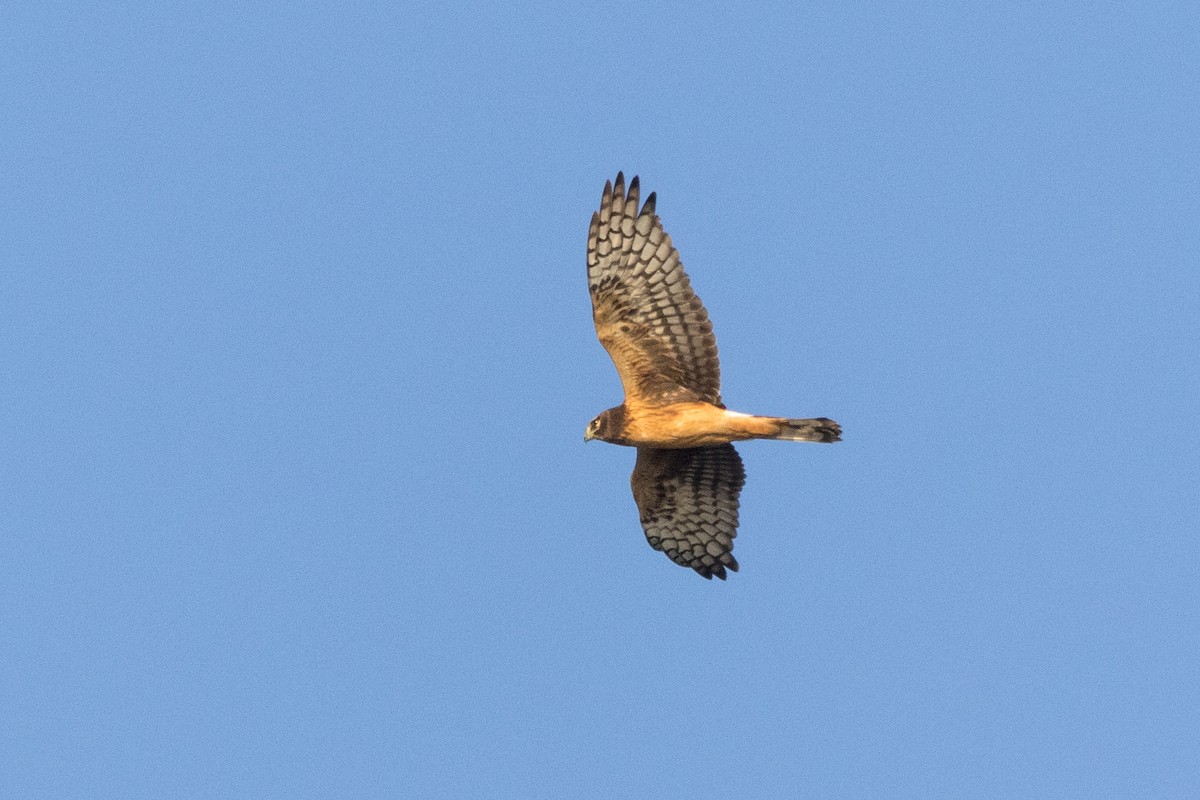 mørkmyrhauk - ML625560973
