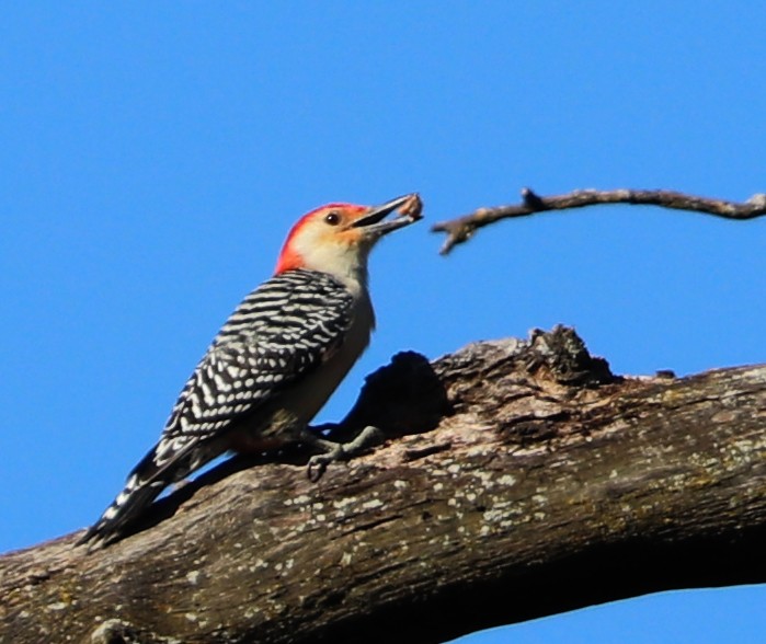 Red-bellied Woodpecker - ML625560987