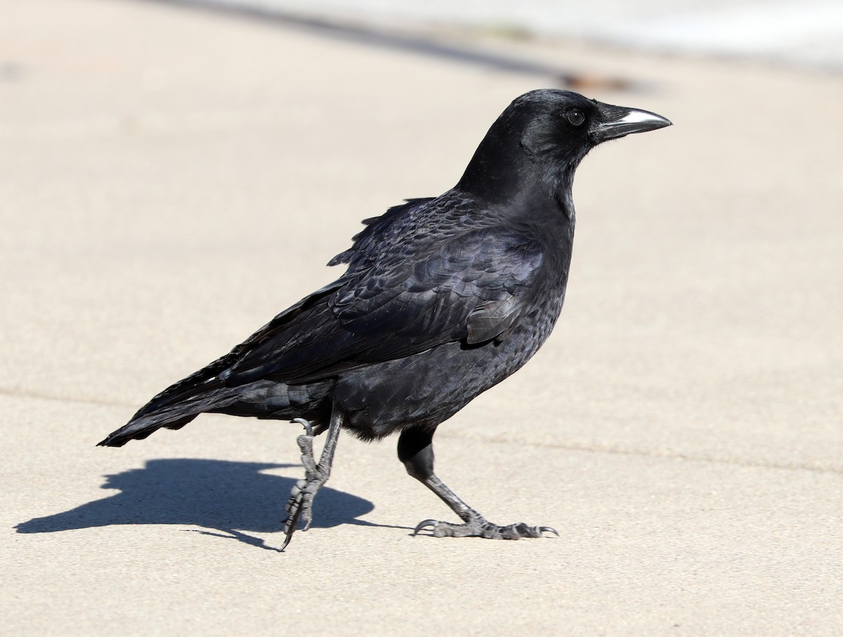 American Crow - ML625560991