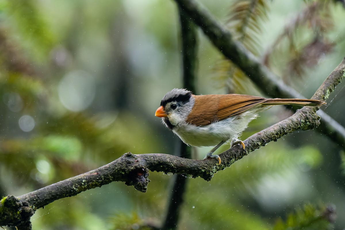 Gray-headed Parrotbill - ML625561090