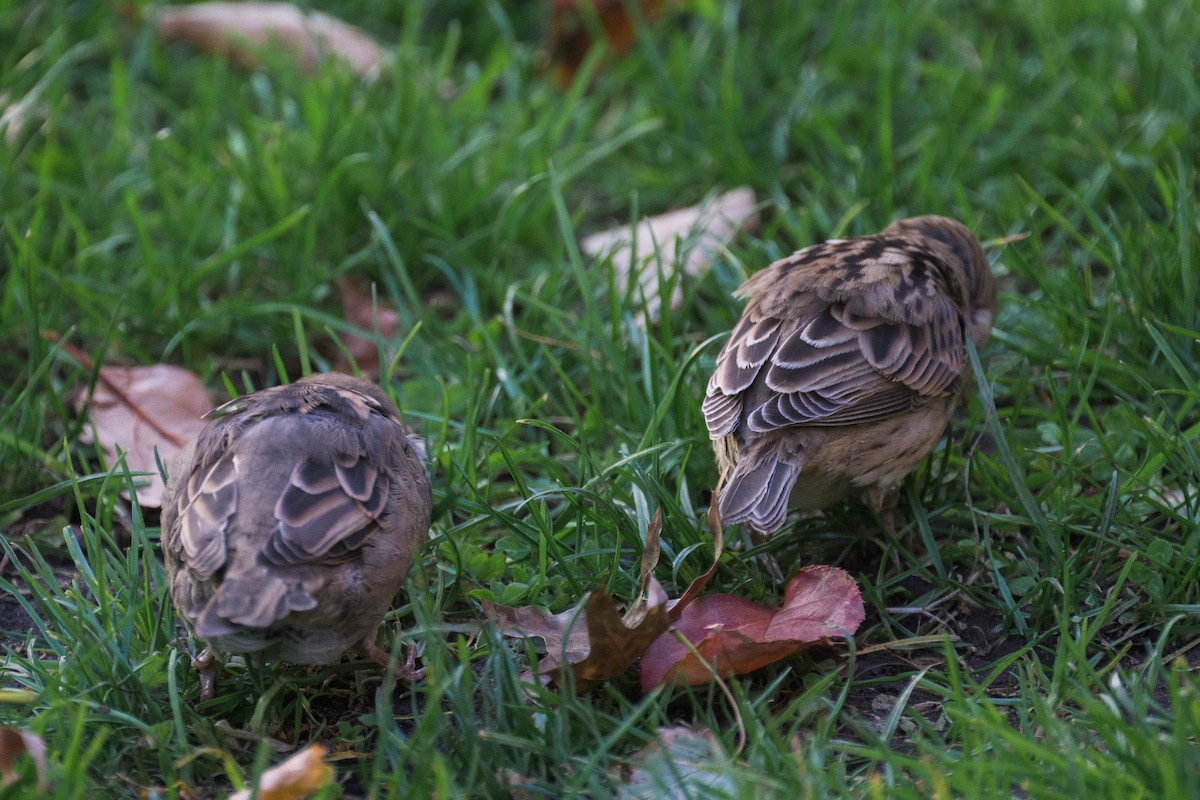 Dickcissel - ML625561119