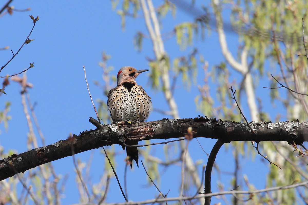 Northern Flicker - Christophe Turcotte-van de Rydt