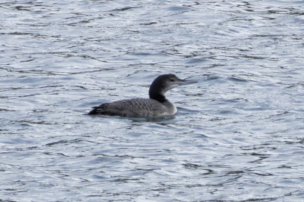 Common Loon - ML625561170