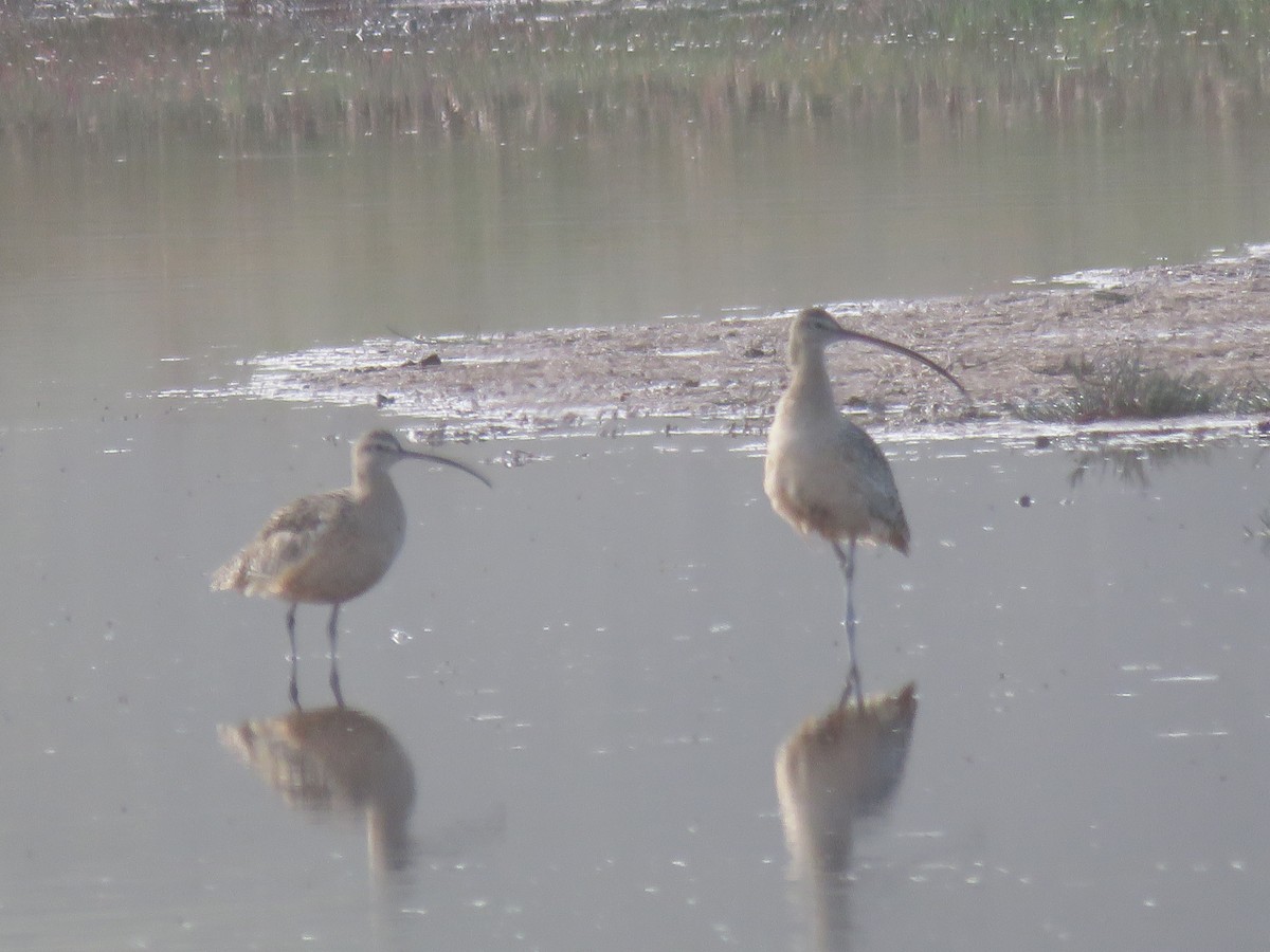 Long-billed Curlew - ML625561189