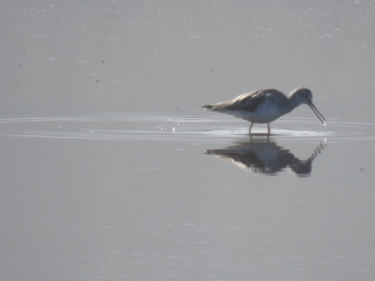 Greater Yellowlegs - ML625561207