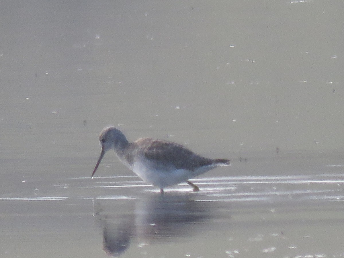 Greater Yellowlegs - ML625561208