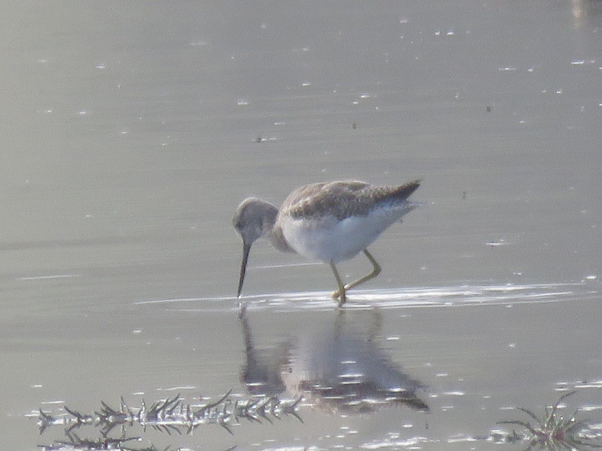 Greater Yellowlegs - ML625561209