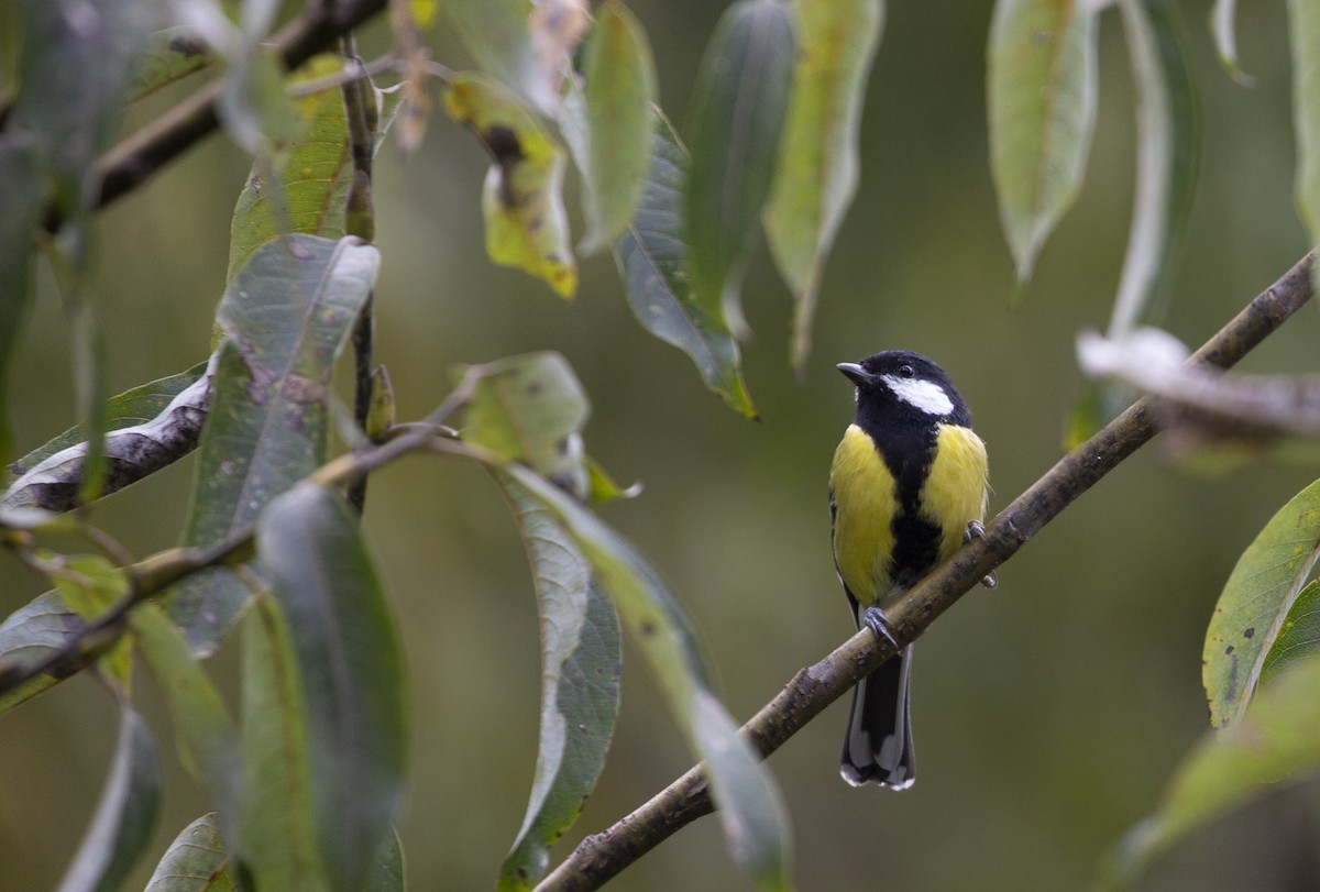 Green-backed Tit - ML625561223