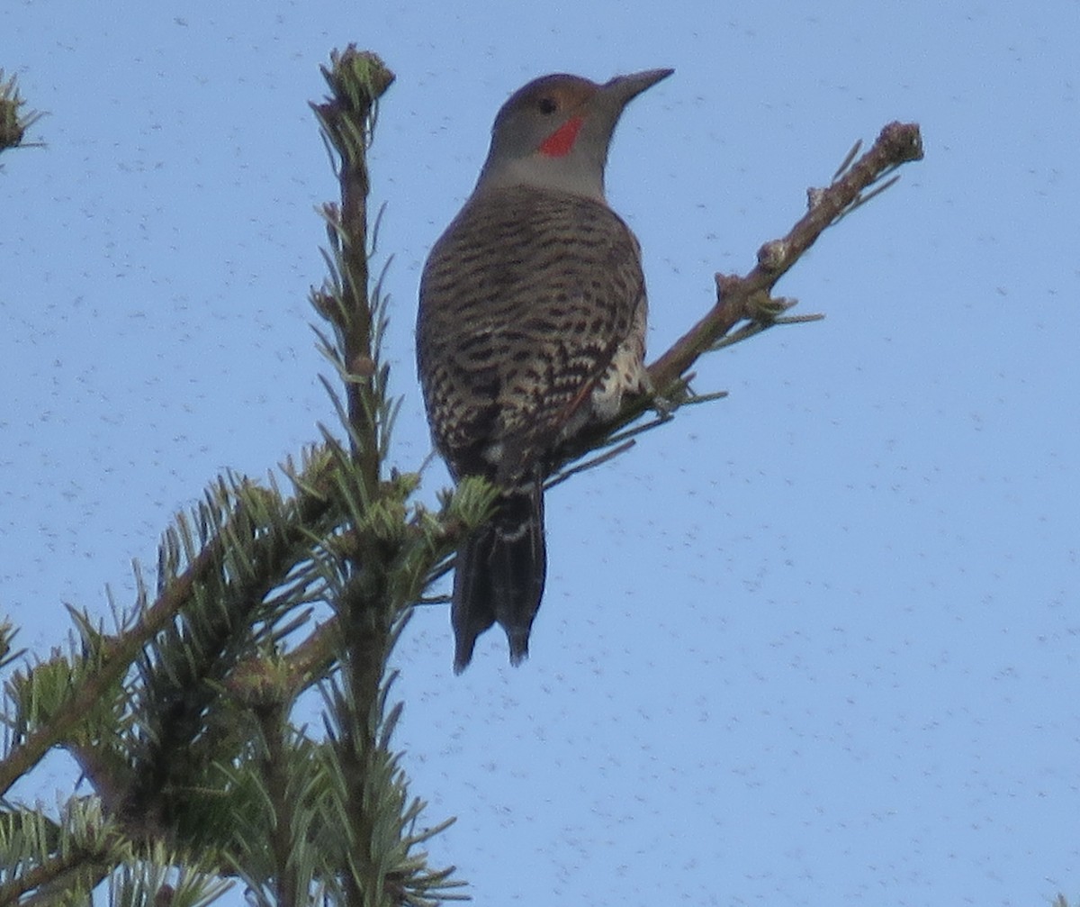 Northern Flicker (Red-shafted) - ML625561228