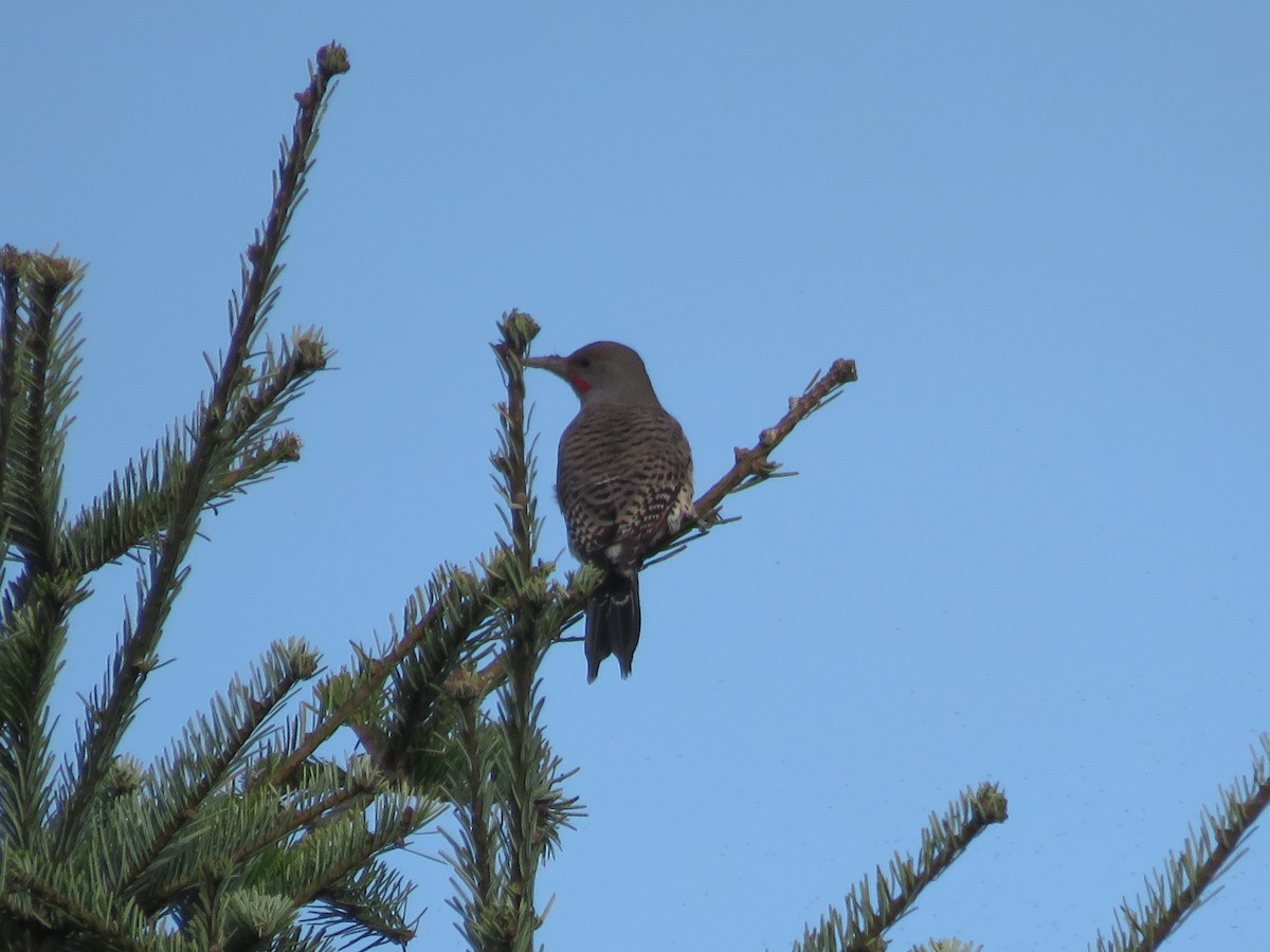 Northern Flicker (Red-shafted) - ML625561229