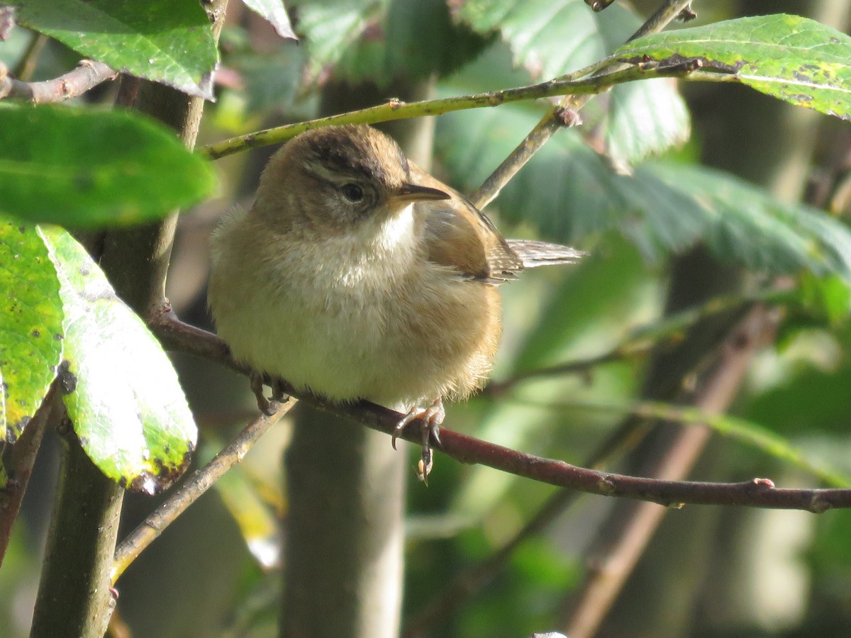 Marsh Wren - ML625561249