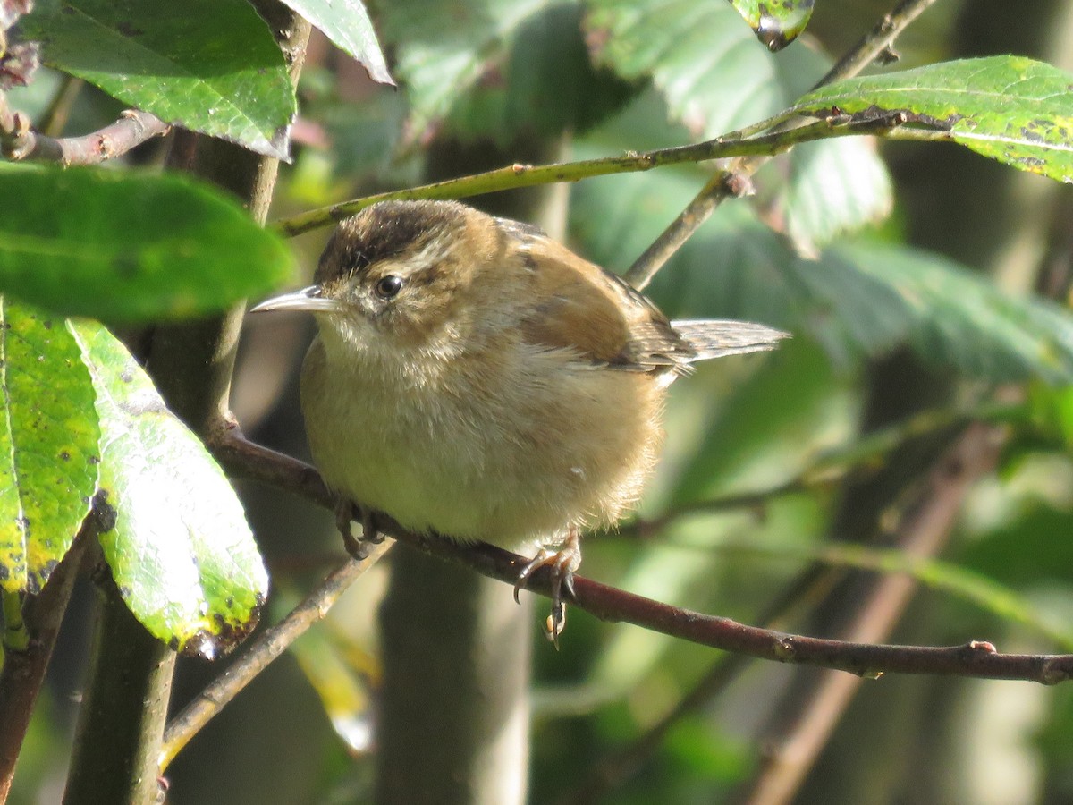 Marsh Wren - ML625561250