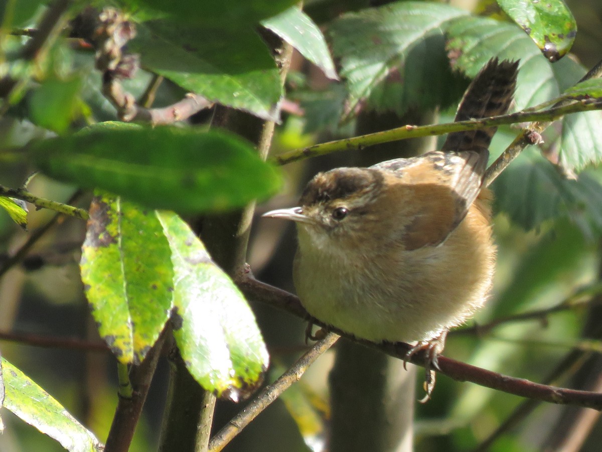 Marsh Wren - ML625561251