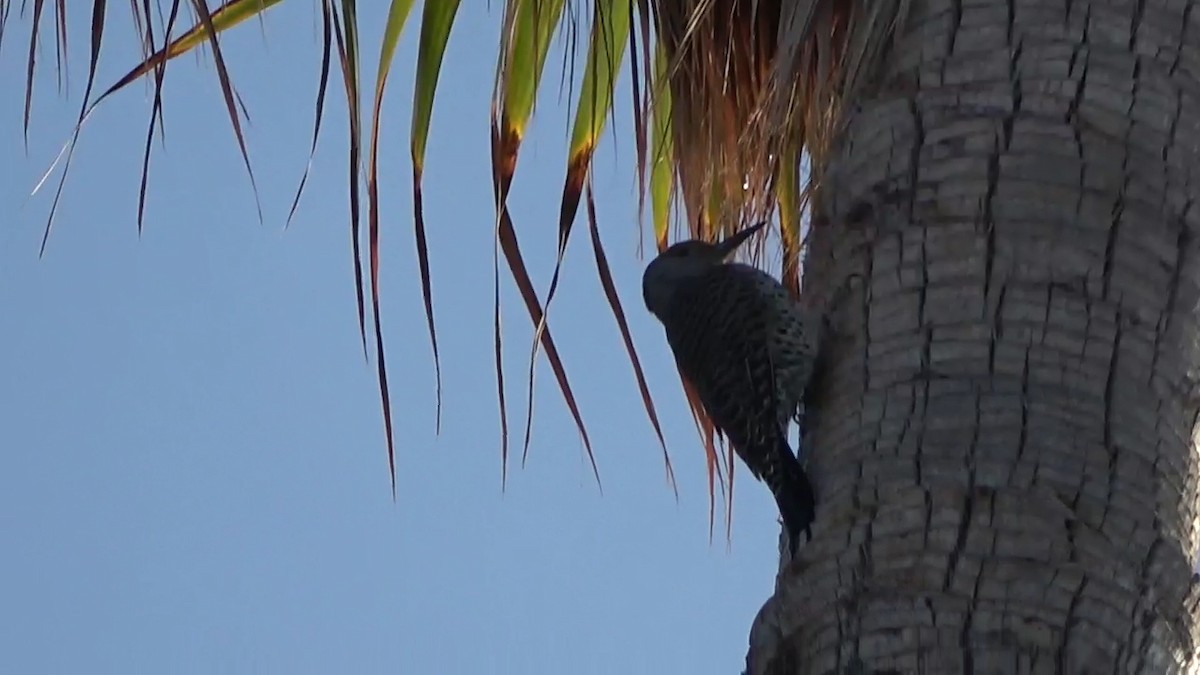 Northern Flicker - ML625561303