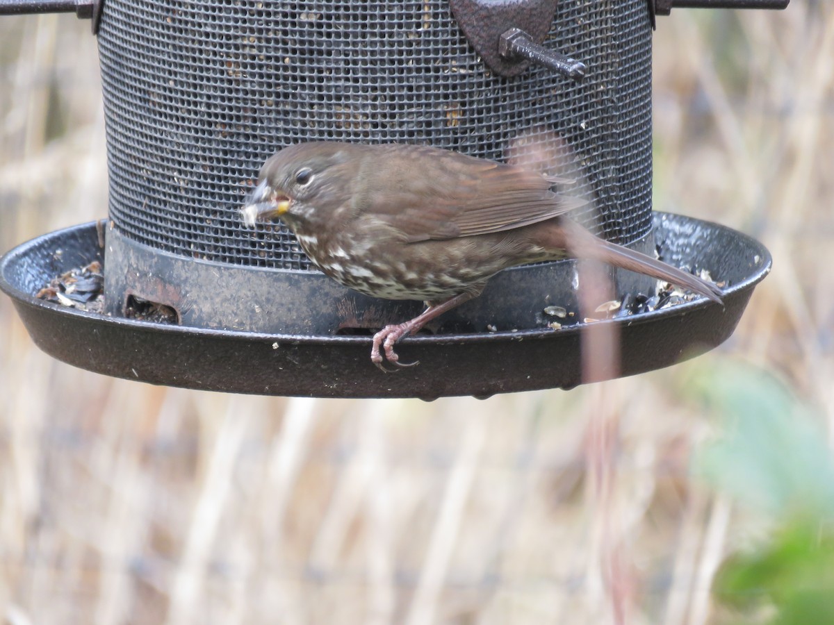 Fox Sparrow - ML625561328