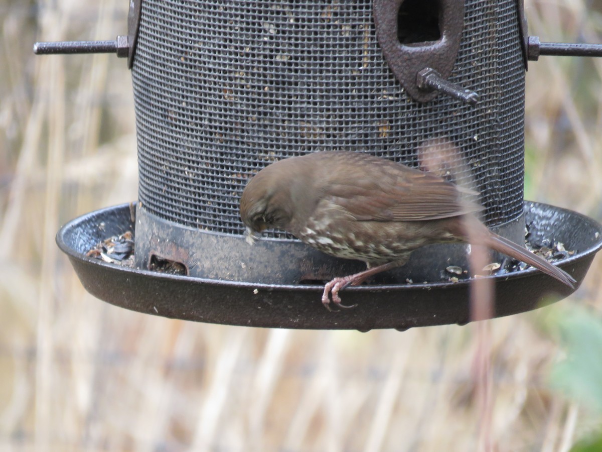 Fox Sparrow - ML625561329