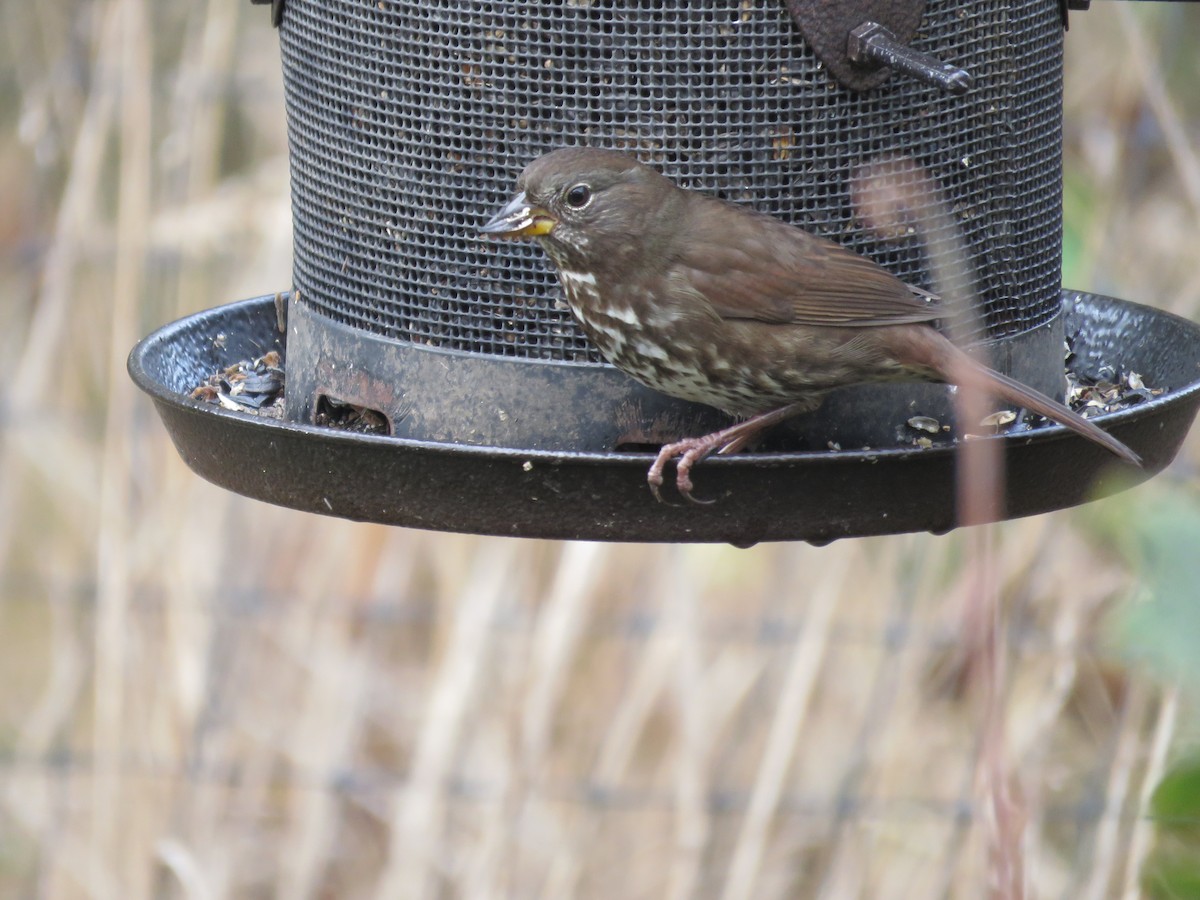 Fox Sparrow - ML625561330