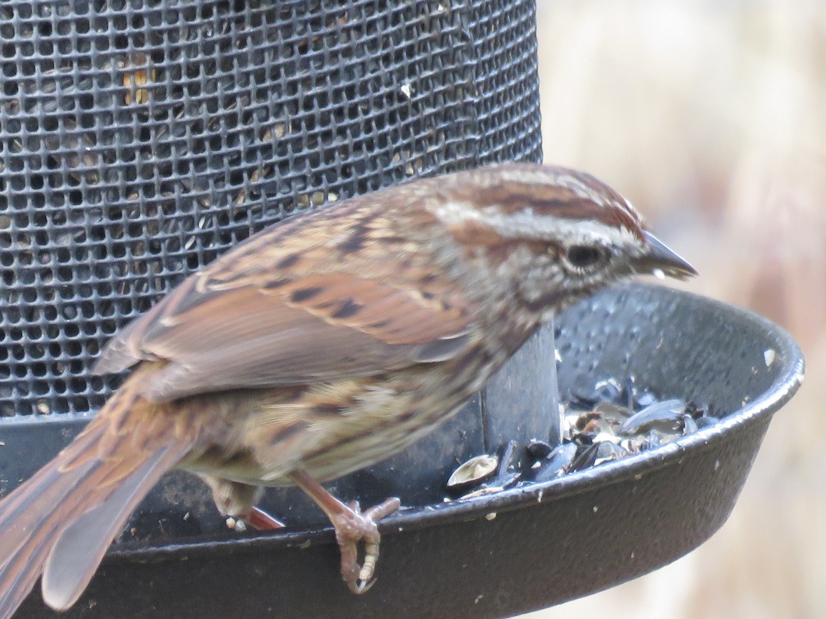 Song Sparrow - ML625561372