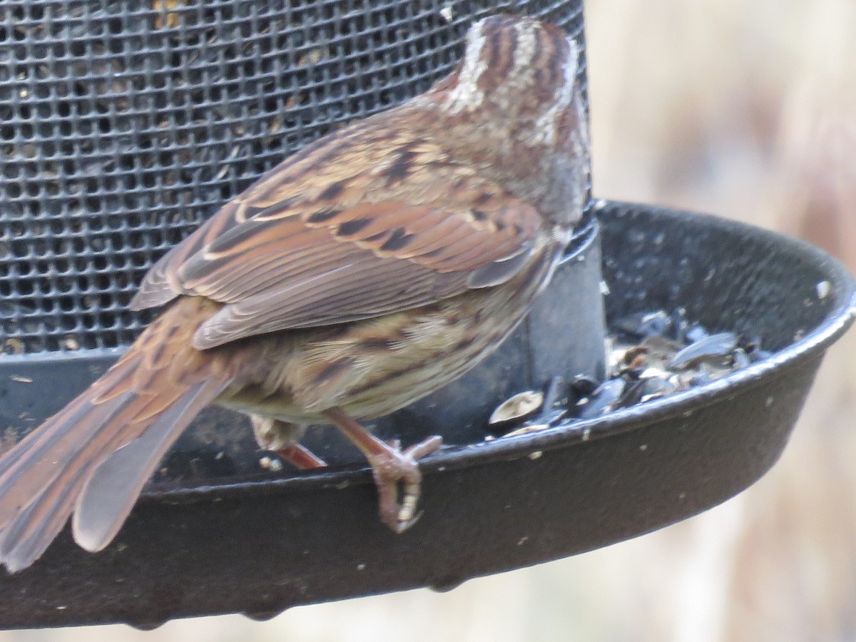 Song Sparrow - ML625561373