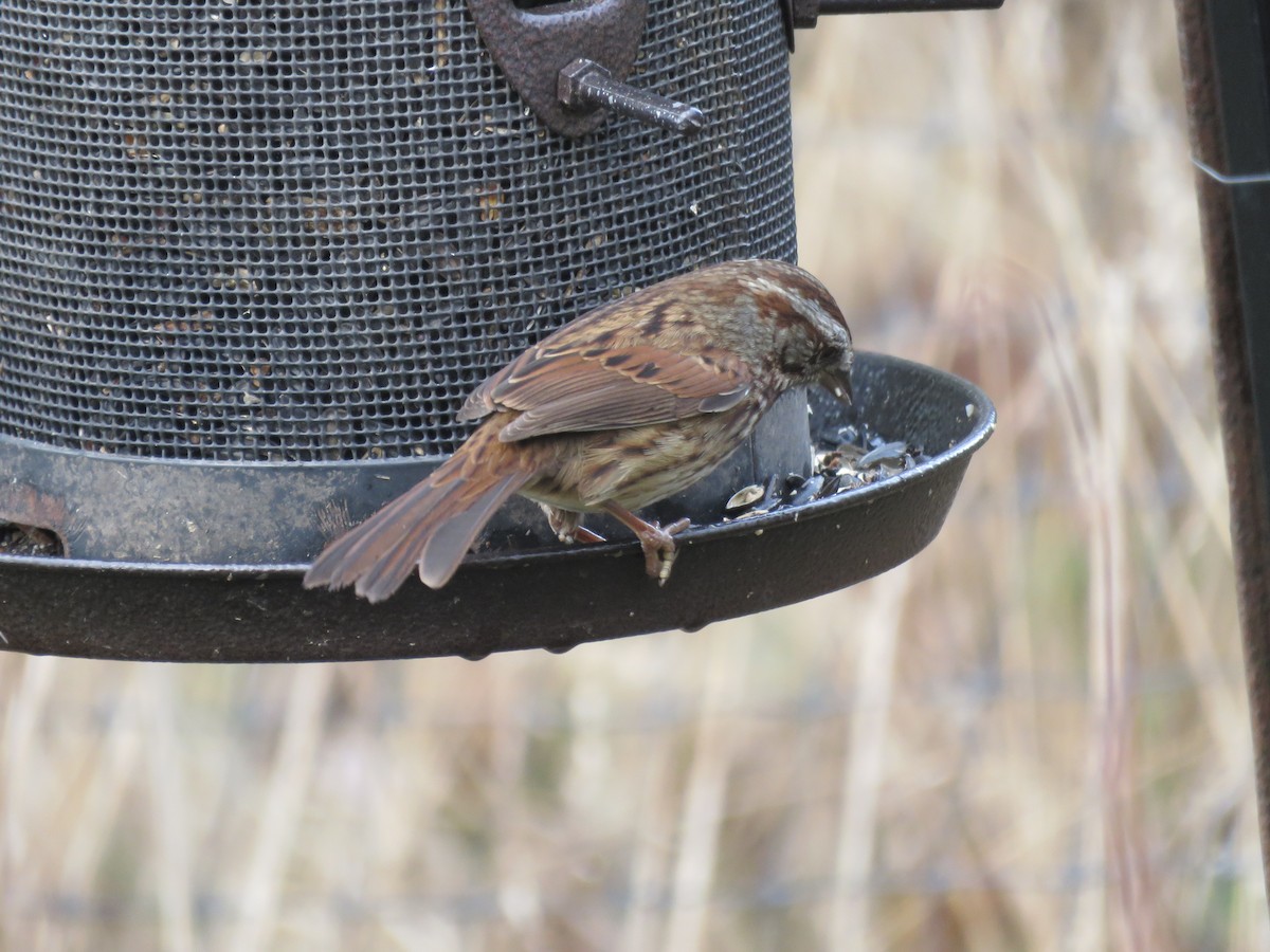 Song Sparrow - ML625561374