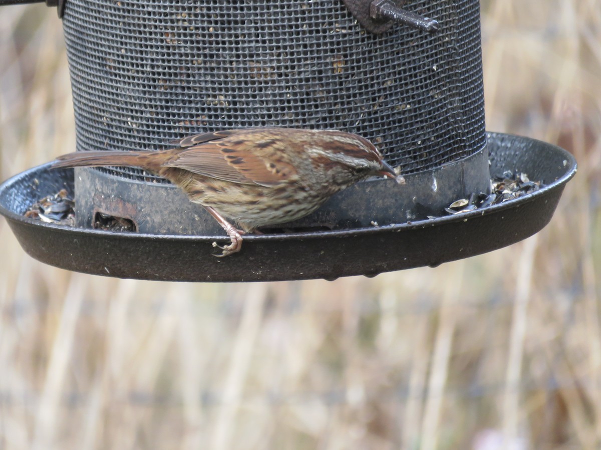 Song Sparrow - ML625561376