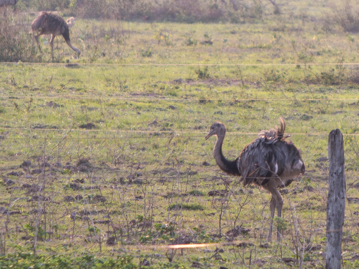 Greater Rhea - ML625561425