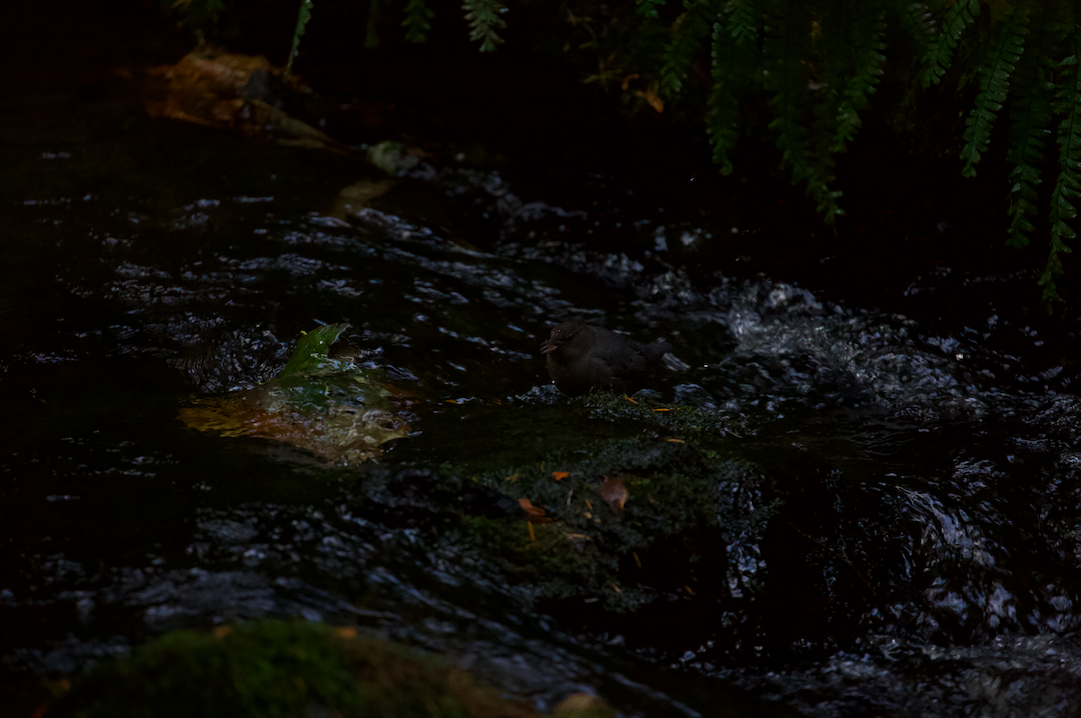 American Dipper - ML625561427