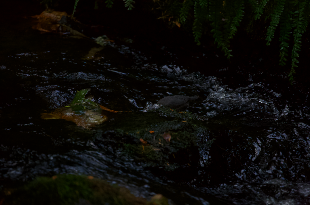 American Dipper - Justin Santiago