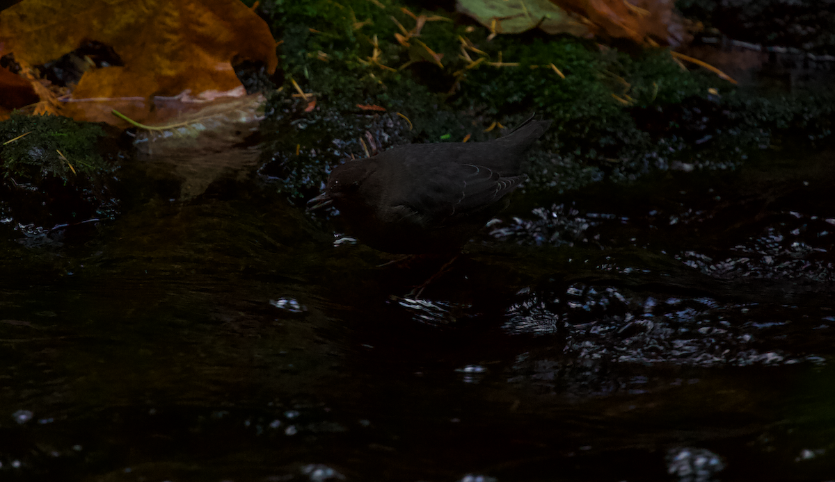 American Dipper - ML625561431