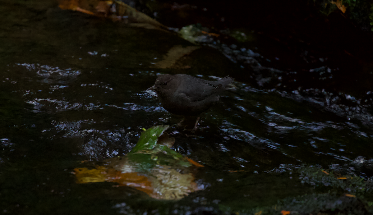 American Dipper - ML625561432