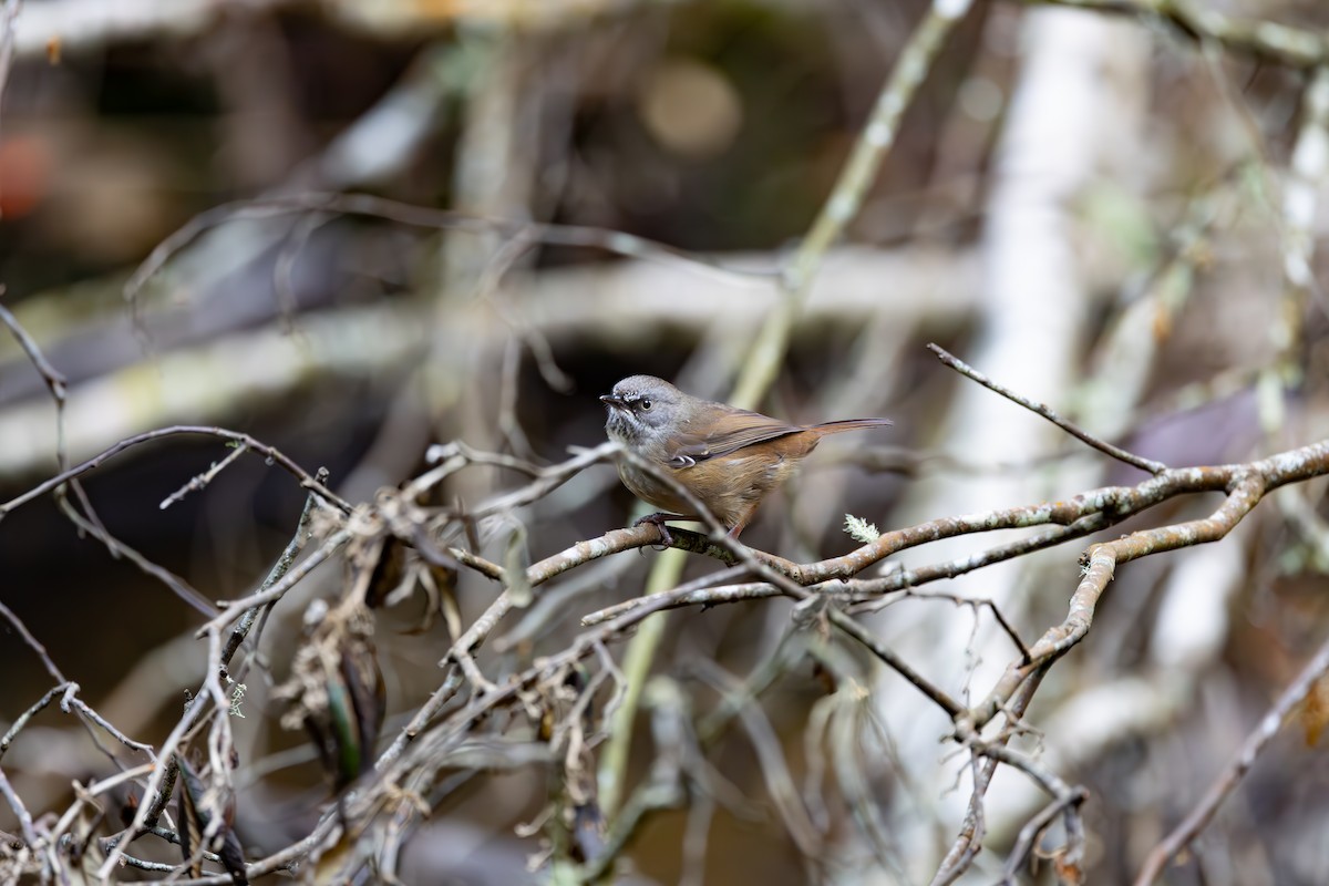 Tasmanian Scrubwren - ML625561435