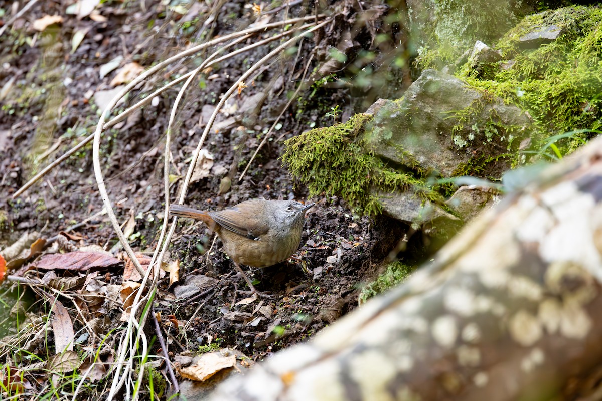 Tasmanian Scrubwren - ML625561436