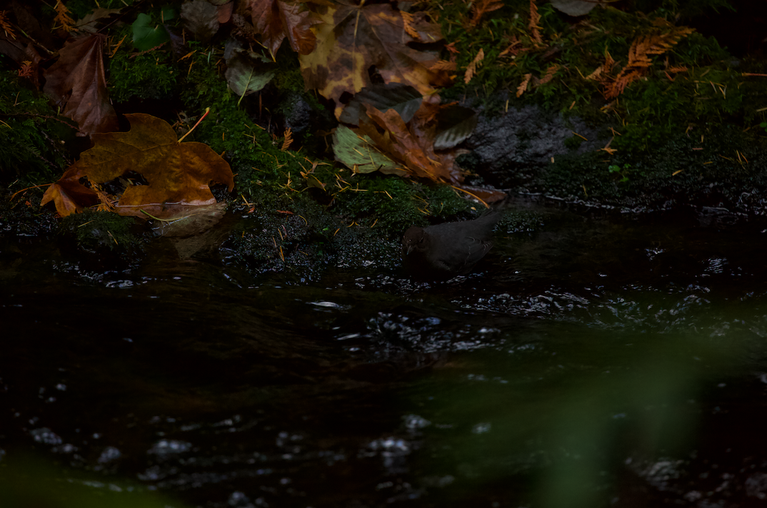 American Dipper - ML625561438