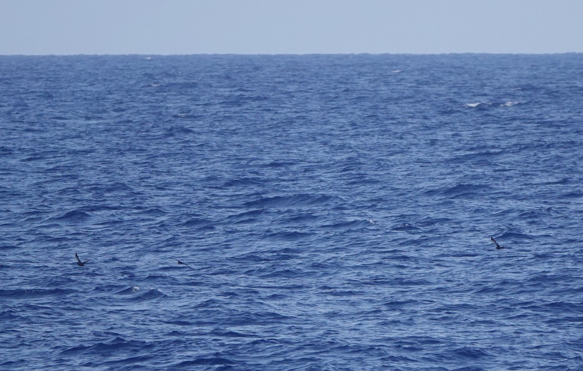 Heinroth's Shearwater - ML625561439