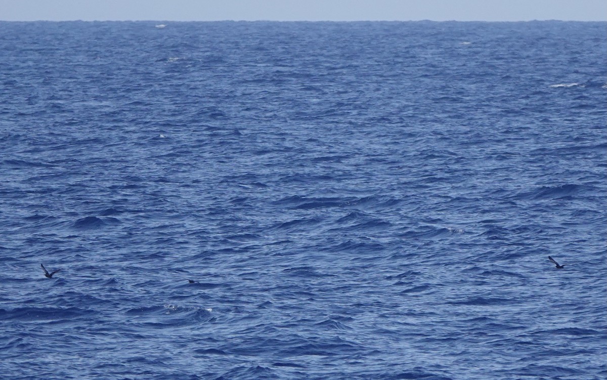 Heinroth's Shearwater - ML625561440