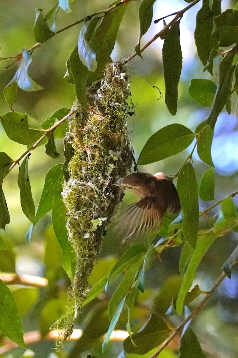 Brown Gerygone - ML625561474