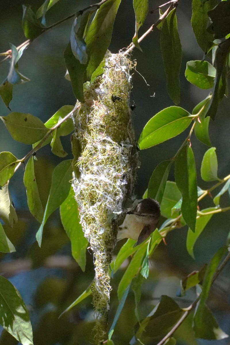 Brown Gerygone - ML625561475