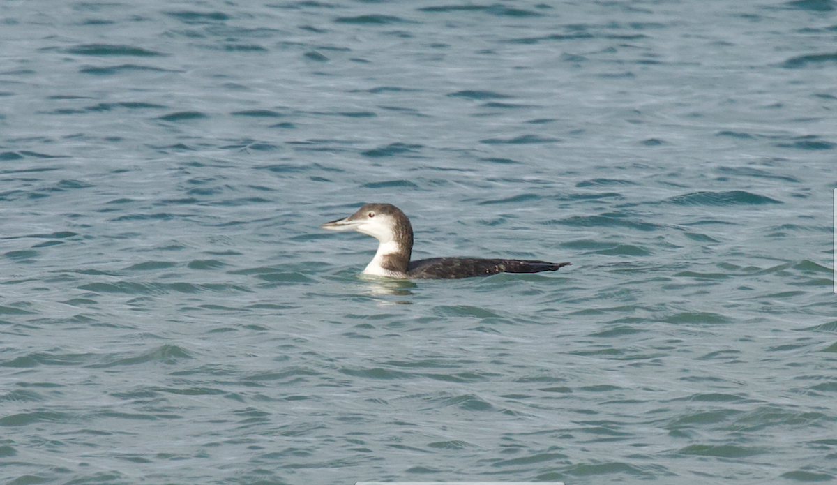 Common Loon - ML625561492