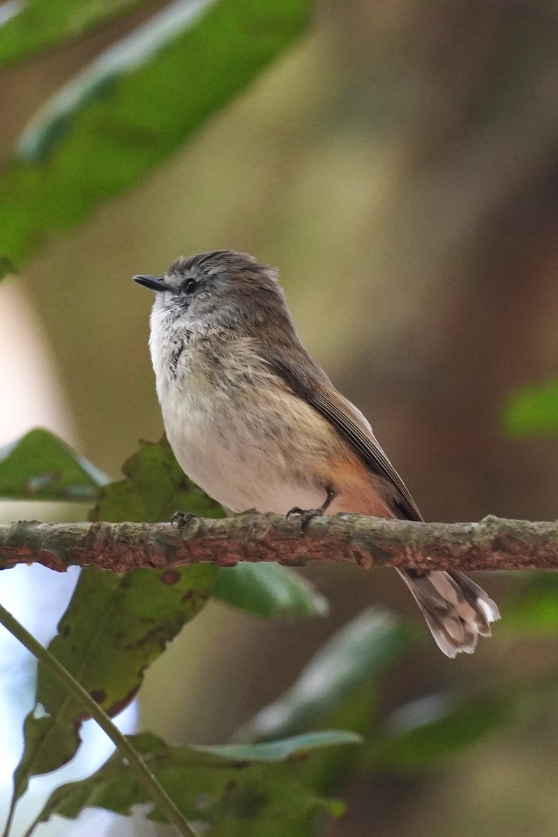 Brown Gerygone - ML625561516