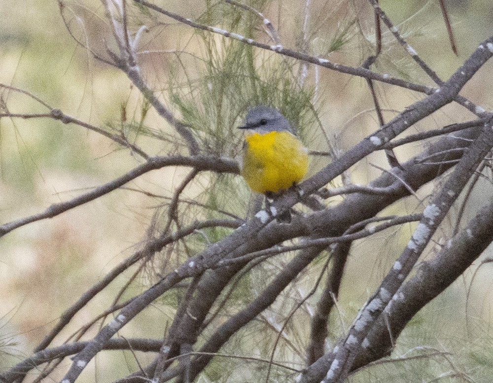 Eastern Yellow Robin - ML625561573