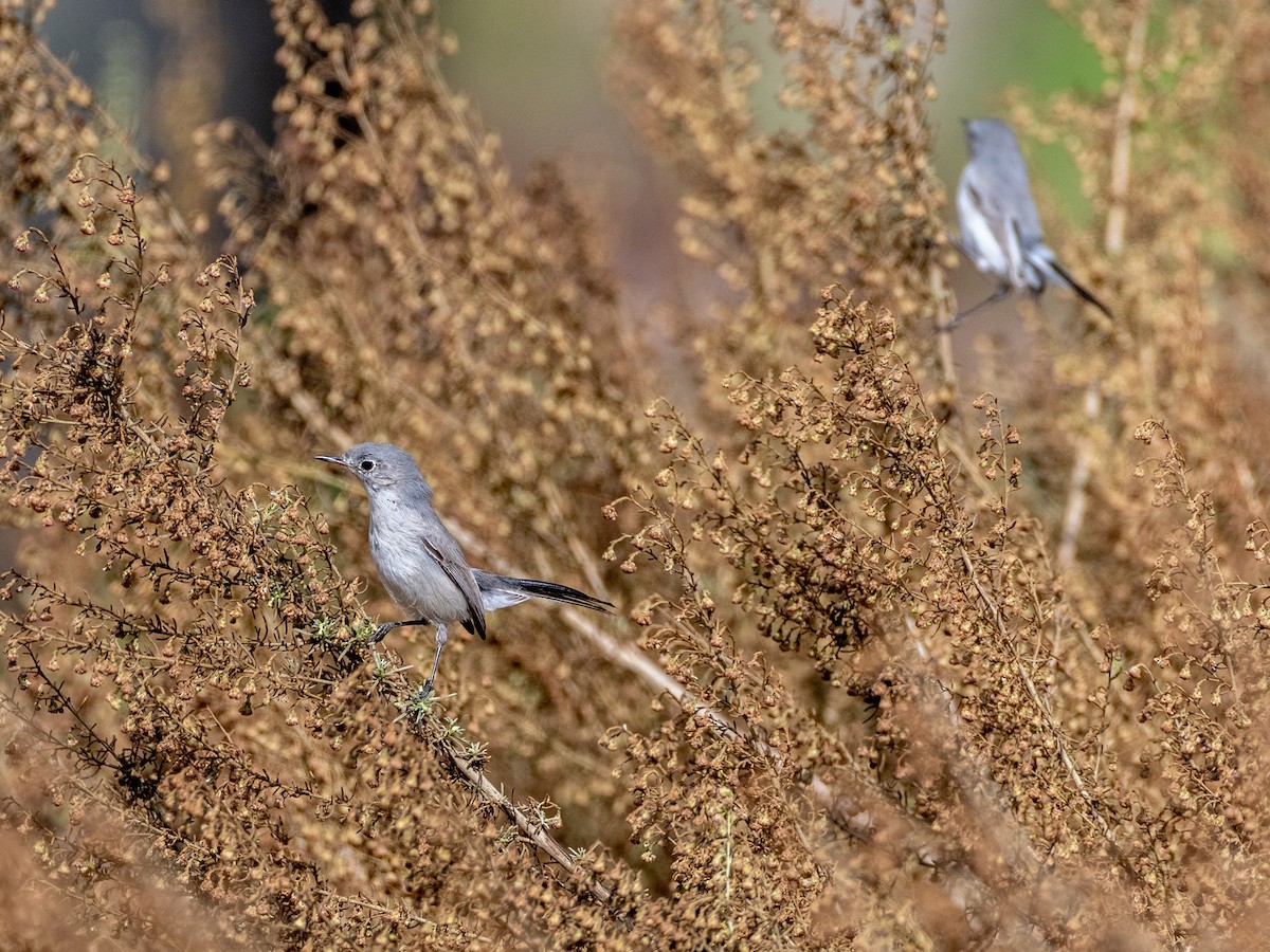 Blue-gray Gnatcatcher - ML625561574