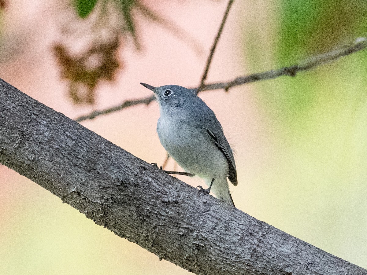 Blue-gray Gnatcatcher - ML625561582