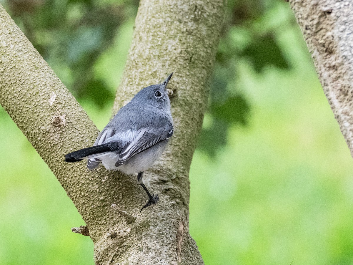 Blue-gray Gnatcatcher - ML625561585