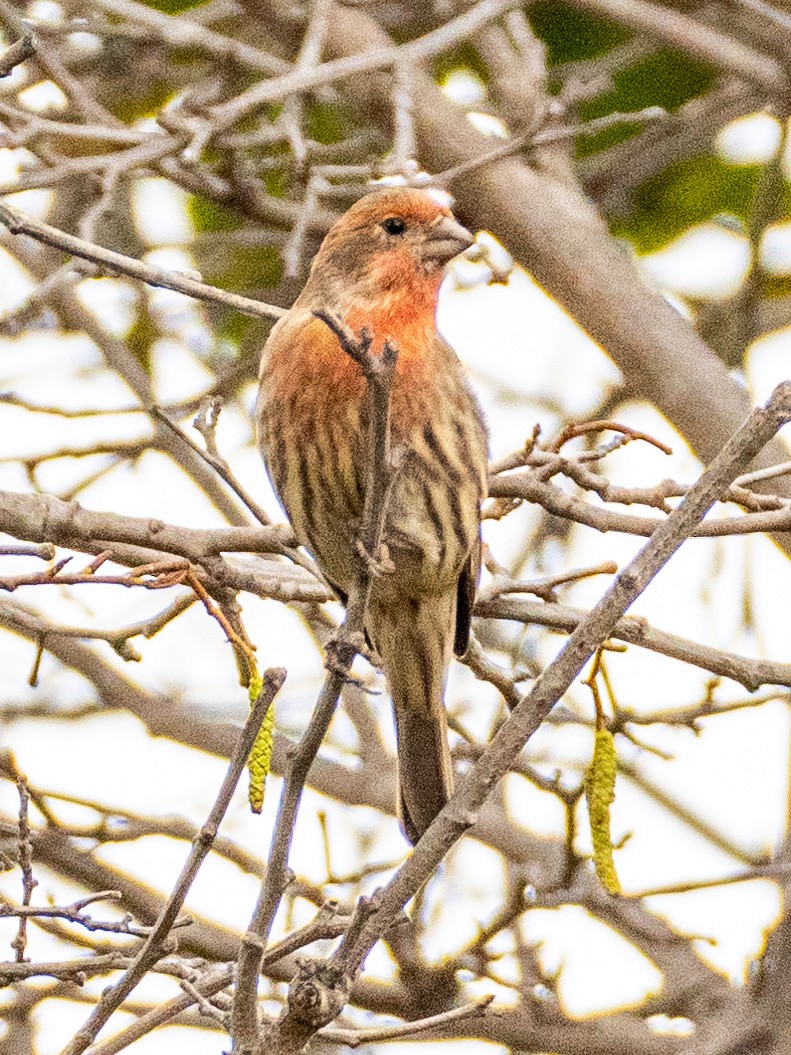 House Finch - James Kendall