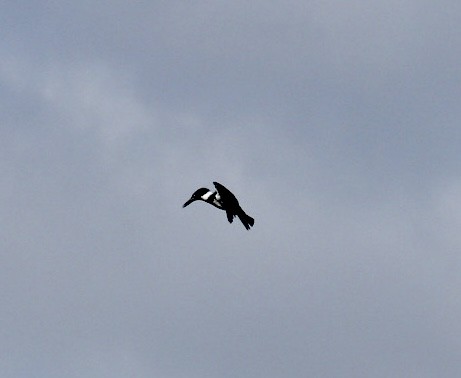 Belted Kingfisher - ML625561668