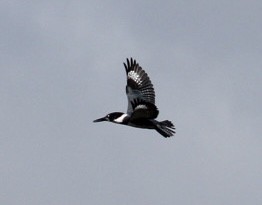 Belted Kingfisher - ML625561670